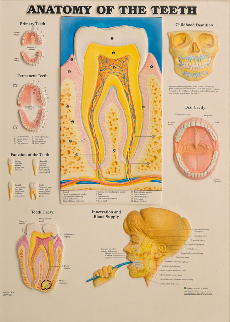 što je liječenje ili endodoncija
